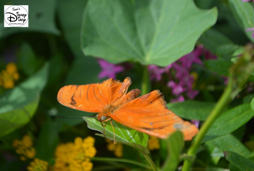 Epcot Flower and Garden Festival - Butterfly Garden
