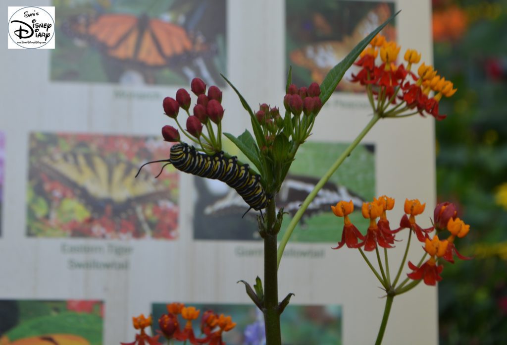 Epcot Flower and Garden Festival - Butterfly Garden