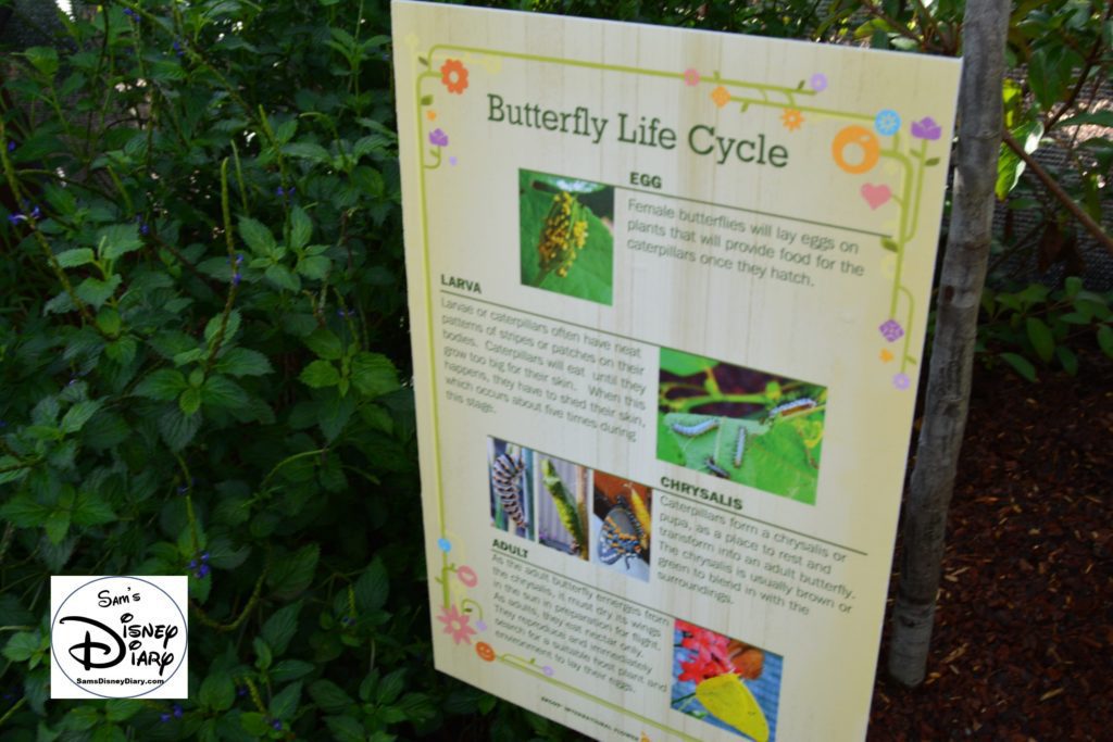 The 2017 Epcot International Flower and Garden Festival - Butterfly Life Cycle - inside the Butterfly House