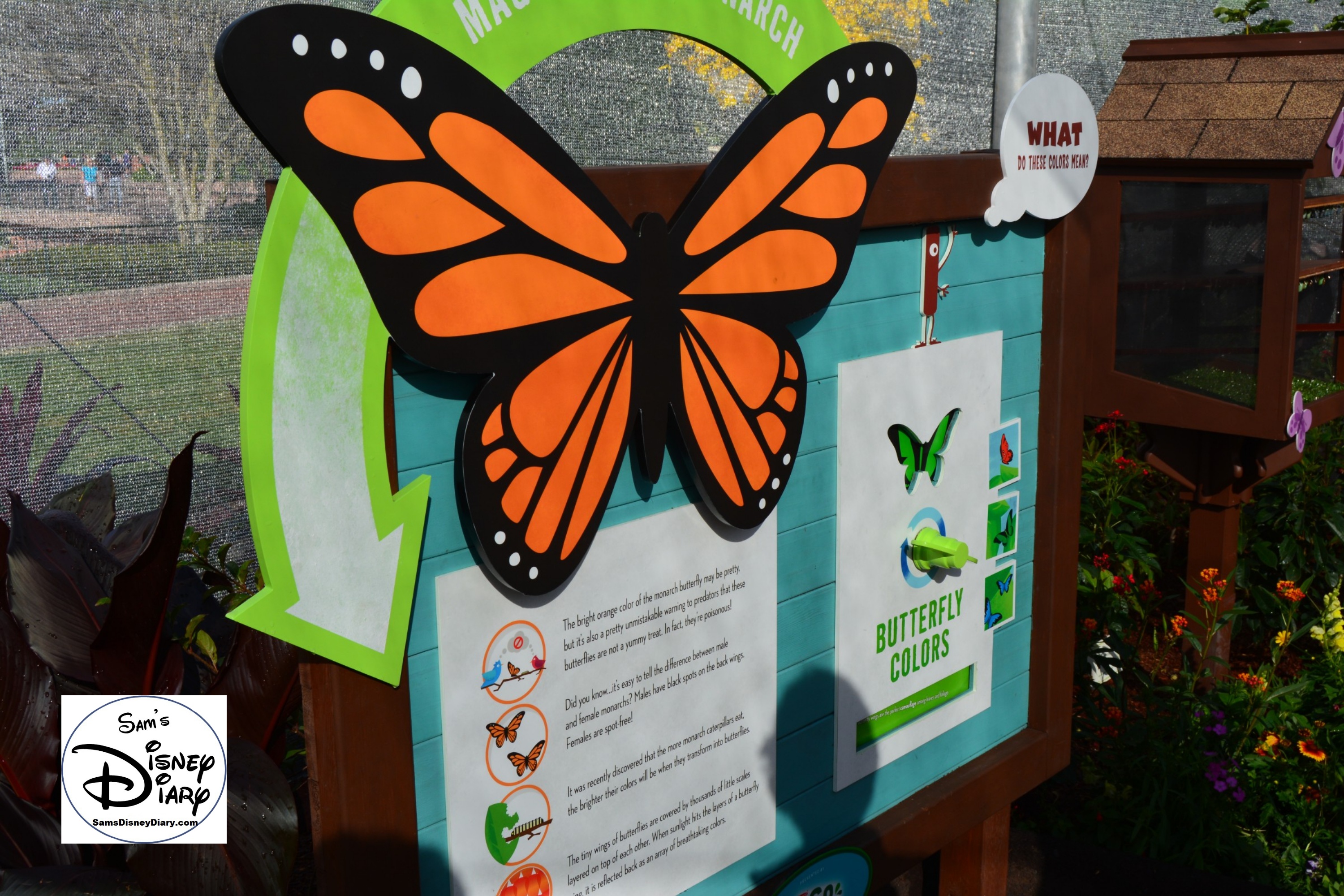 The 2017 Epcot International Flower and Garden Festival - Butterfly Life Cycle - inside the Butterfly House