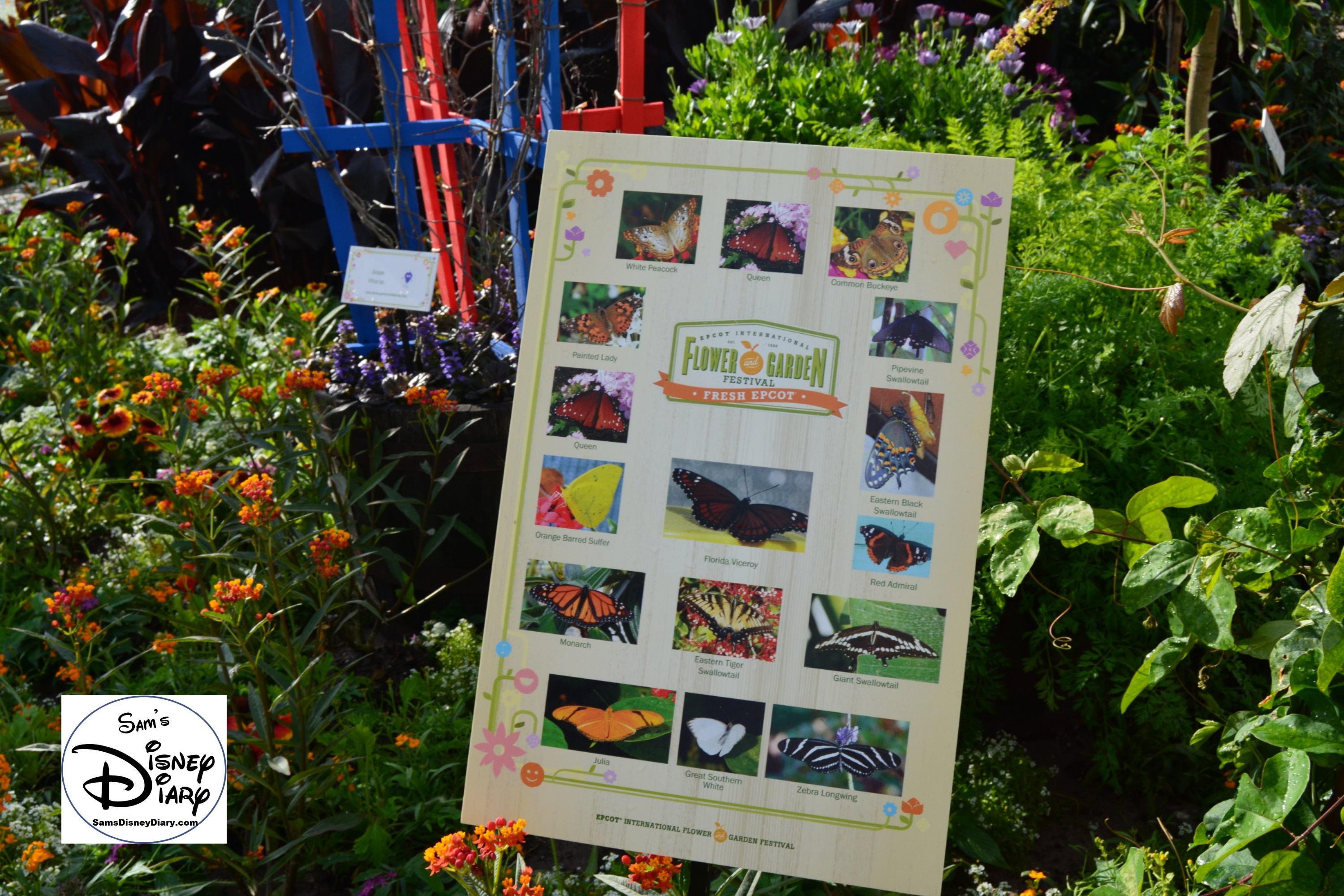 The 2017 Epcot International Flower and Garden Festival - inside the Butterfly House