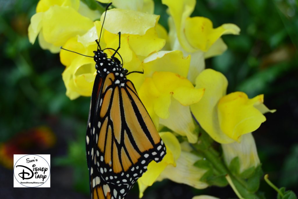The 2017 Epcot International Flower and Garden Festival - Get up close with a Butterfly