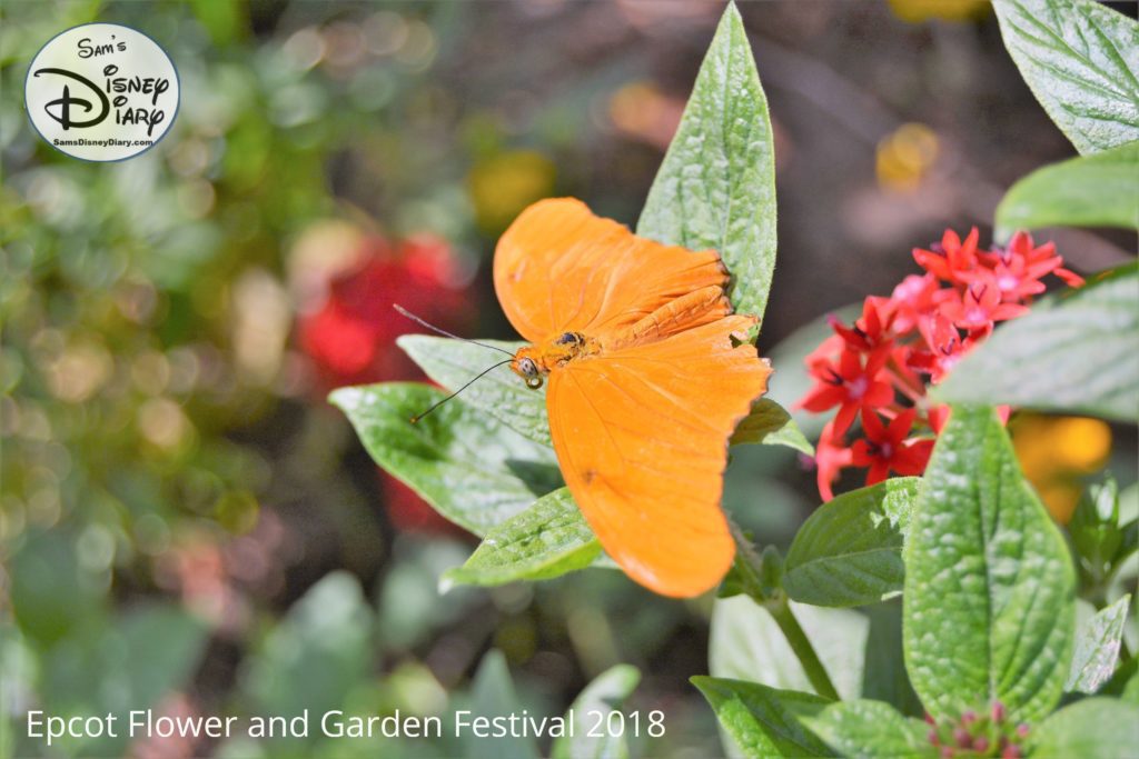 Sams Disney Diary Epcot Flower and Garden Festival 2018 Butterfly House