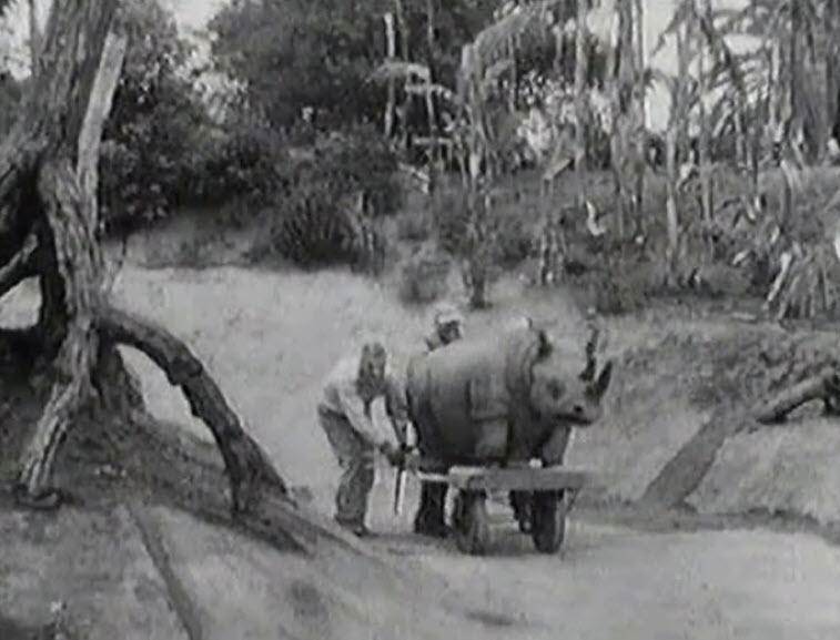 A Trip Through Adventureland 1956 hosted by Walt Disney - A fascinating look behind the Jungle Cruise