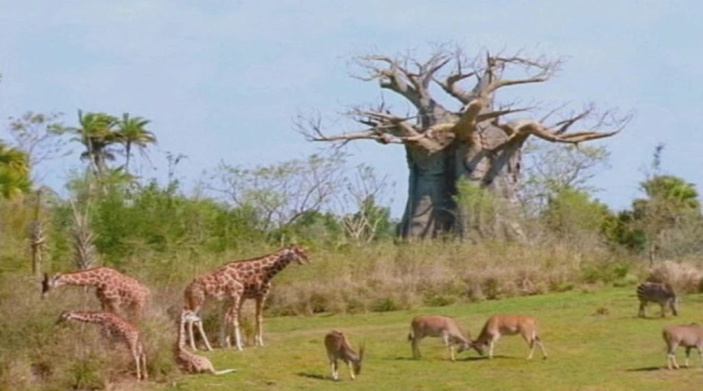 Disney's Animal Kingdom 2004 Kilimanjaro Safaris