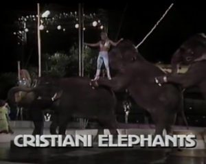 Walt Disney World Celebrity Circus 1987 Cristaini Elephants