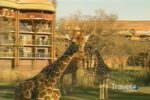 Great Hotels with Samantha Brown Walt Disney World Animal Kingdom Lodge Travel Channel