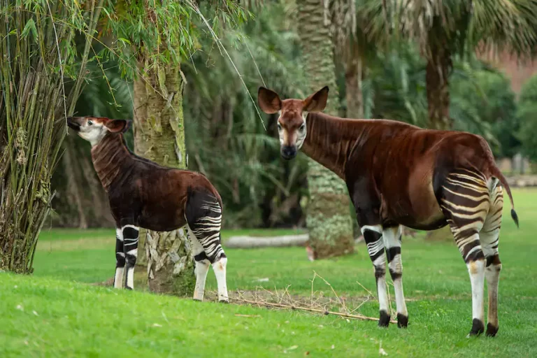 Beni the okapi calf was recently introduced at the Walt Disney World Resort on the Pembe Savanna at Disney’s Animal Kingdom Lodge!