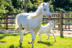 Walt Disney World Resort has welcomed the birth of more than 300 animal residents in 2023. Pixie the Shetland pony foal was born at Tri-Circle-D Ranch at Disney’s Fort Wilderness Resort & Campground. The new foal has already taken her first steps in training to one day join the Cinderella carriage team with her mom Lady and sister Lilly. (Aaron Wockenfuss, Photographer)