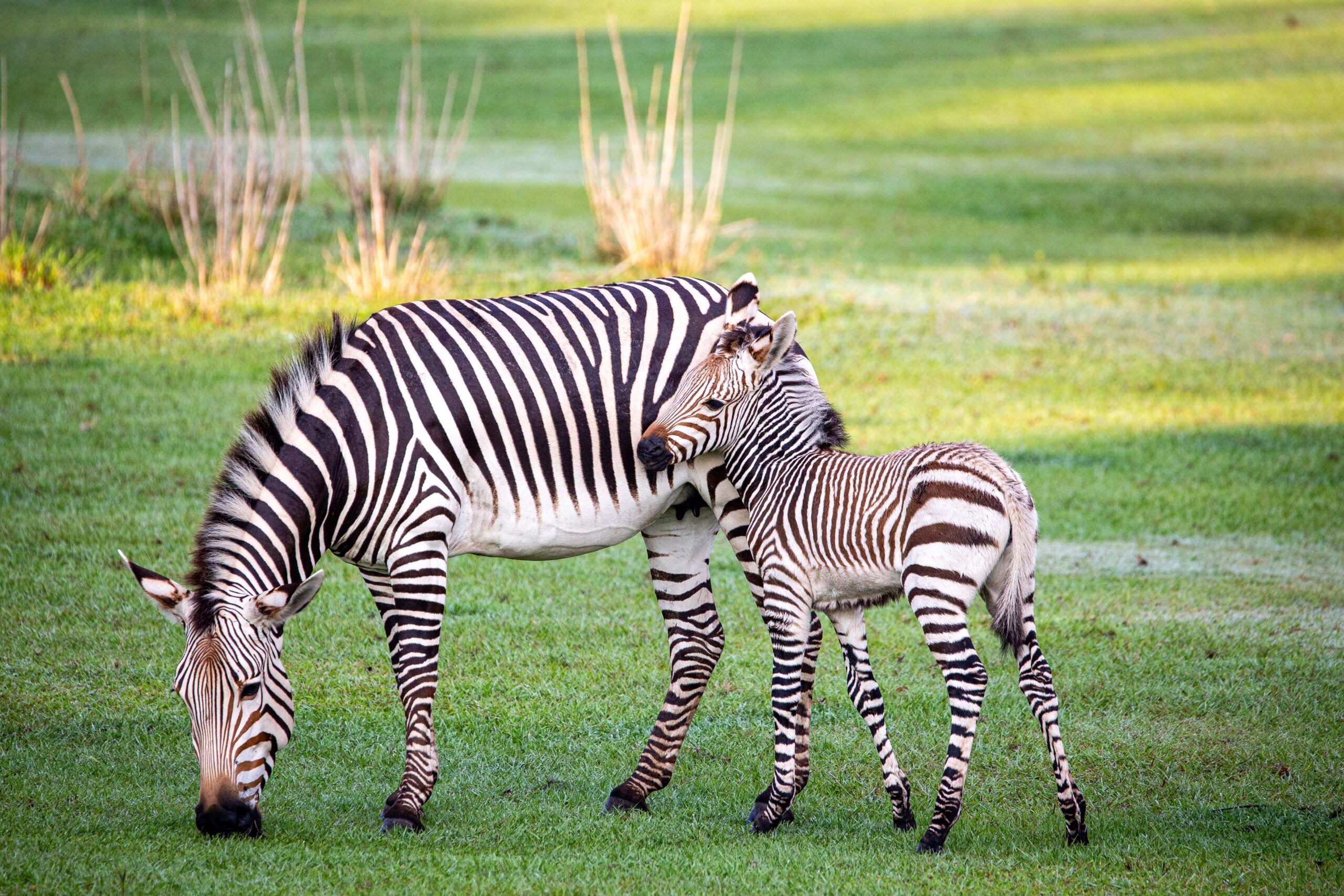 Walt Disney World Resort has welcomed the birth of more than 300 animal residents in 2023. Two Hartmann's mountain zebra foals recently debuted at Kilimanjaro Safaris in Disney's Animal Kingdom Theme Park. Born just six days apart, Cricket and Dot can be seen prancing around the savanna with their parents. (Aaron Wockenfuss, Photographer)