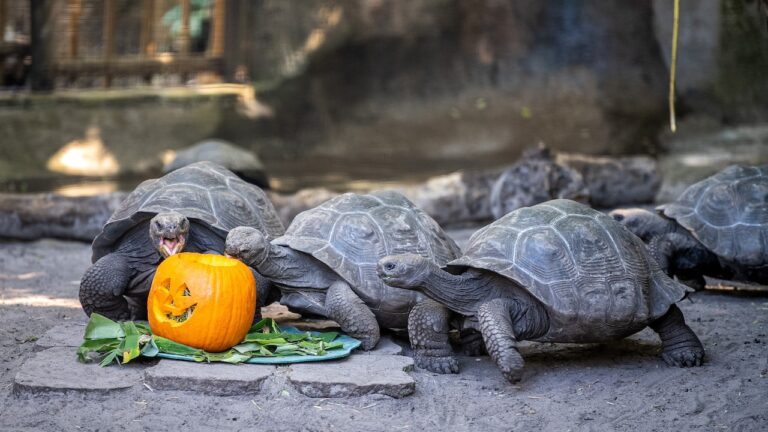 Giant Galapagos Tortoises Celebrate Pumpkin Day at Disney’s Animal Kingdom