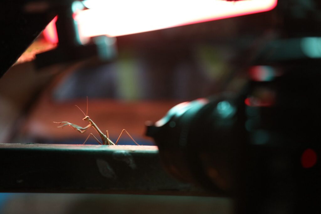 A praying mantis is filmed on set during a shoot in Bristol, UK for "The Big City" episode of "A Real Bug's Life." (National Geographic/Tom Oldridge)