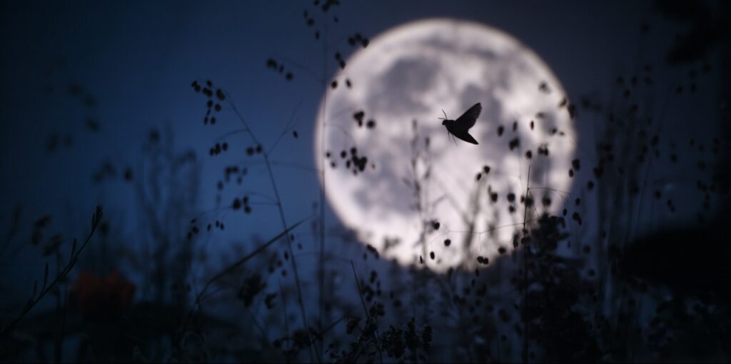 A hummingbird hawk moth flies across the moon in a meadow in Abbots Langley, Hertfordshire, UK in "The Busy Farm" episode of "A Real Bug's Life." (National Geographic)