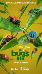 A Real Bug's Life narrated by awkwafina disney plue January 24, 2024