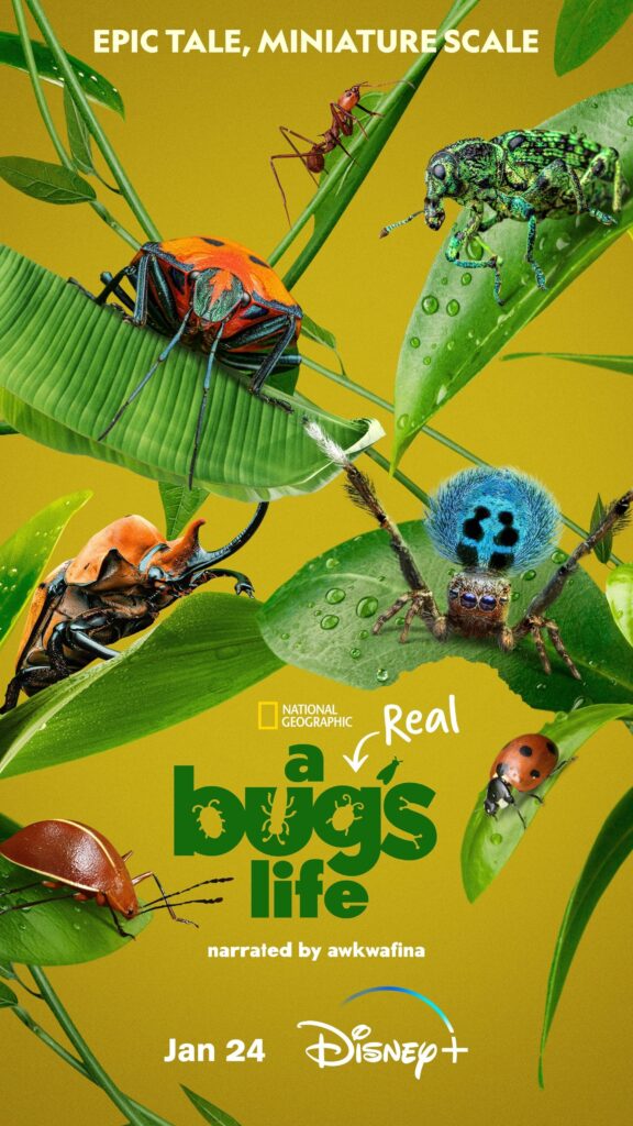 A Real Bug's Life narrated by awkwafina disney plue January 24, 2024