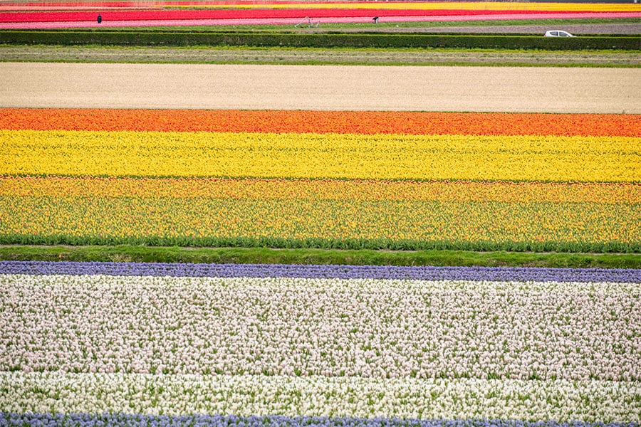 Field of Tulips in Holland
