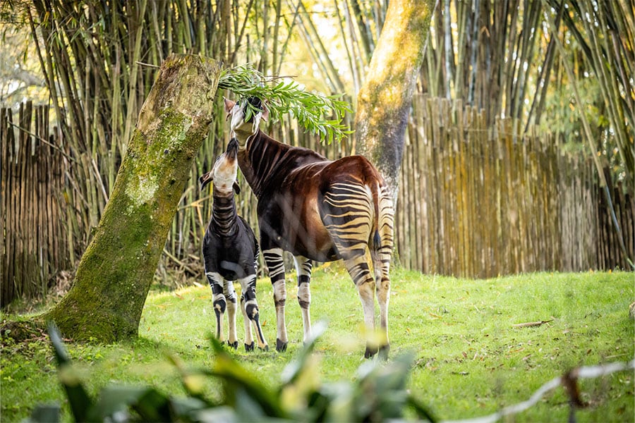 Elijah the baby okapi with his mom on Gorilla Falls Exploration Trail at Disney's Animal Kingdom