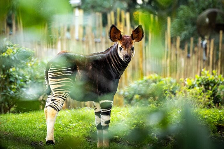 Exciting Arrival: Disney's Animal Kingdom Welcomes Rare Baby Okapi!