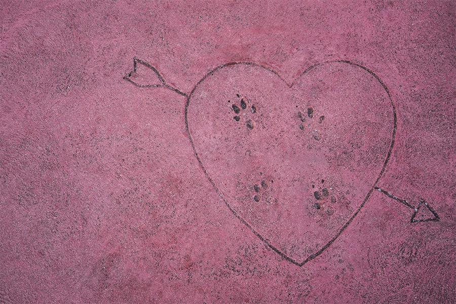 Lady and the Tramp paw prints outside Tony’s Town Square Restaurant at Magic Kingdom