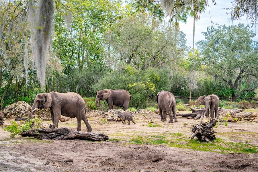 Baby elephant, Corra, has made her debut on Disney’s Animal Kingdom Savanna