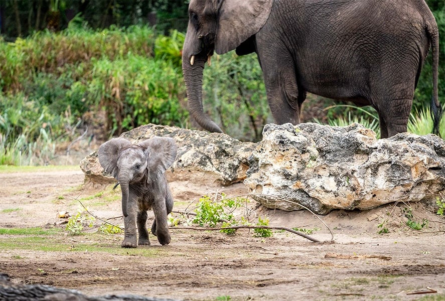 Baby elephant, Corra, has made her debut on Disney’s Animal Kingdom Savanna