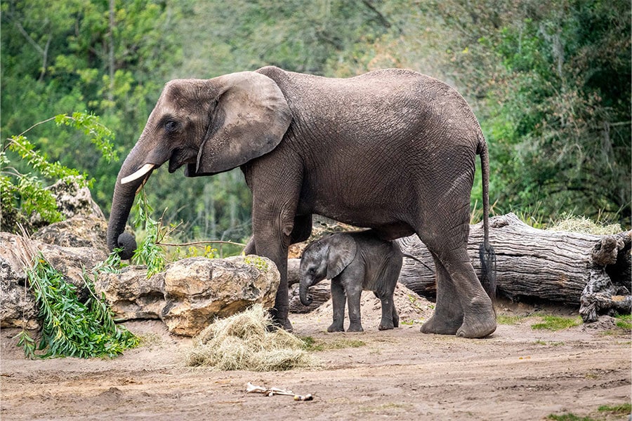 Baby elephant, Corra, has made her debut on Disney’s Animal Kingdom Savanna