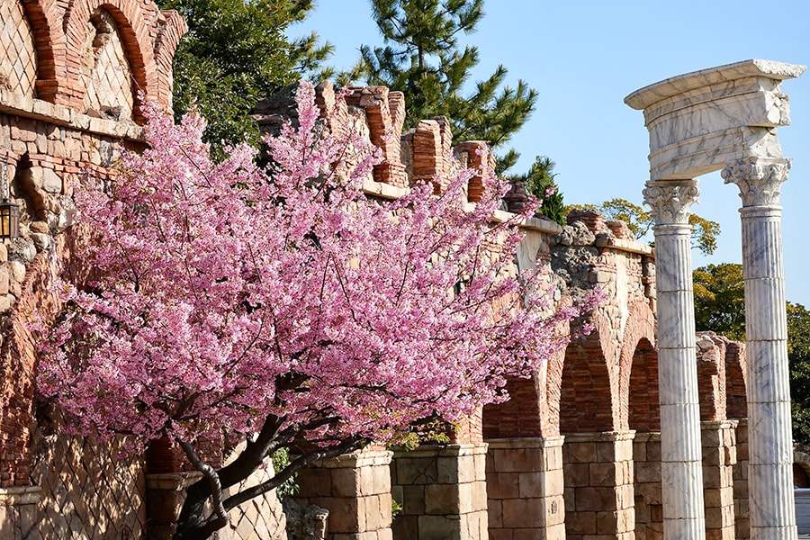 Cherry Blossoms Blooming at Tokyo Disney Resort