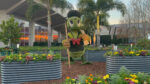 2024 Epcot Flower and Garden Festival Topiaries a Donald Duck near Connections Cafe