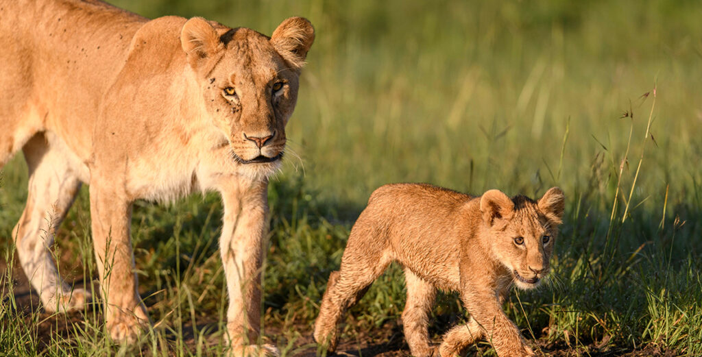 In a scene from Queens, a lioness (left) and her young cub (right) walk through the grass of Easy African plains.