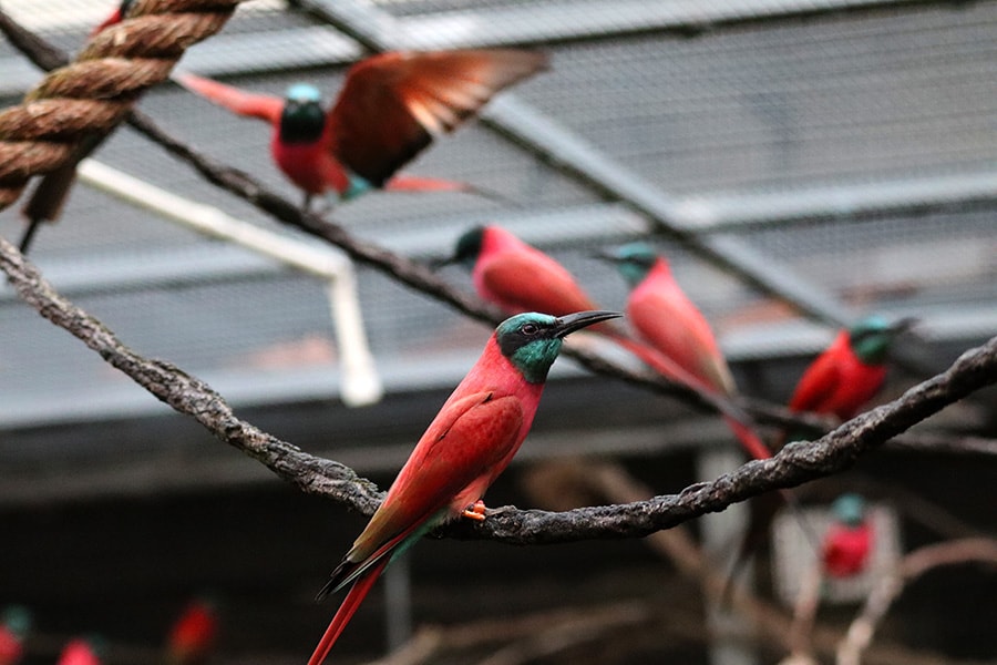 Birds with RFID bands at Disney's Animal Kingdom