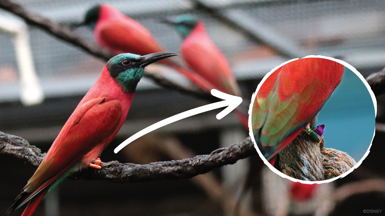 Birds with RFID Technology at Disney's Animal Kingdom