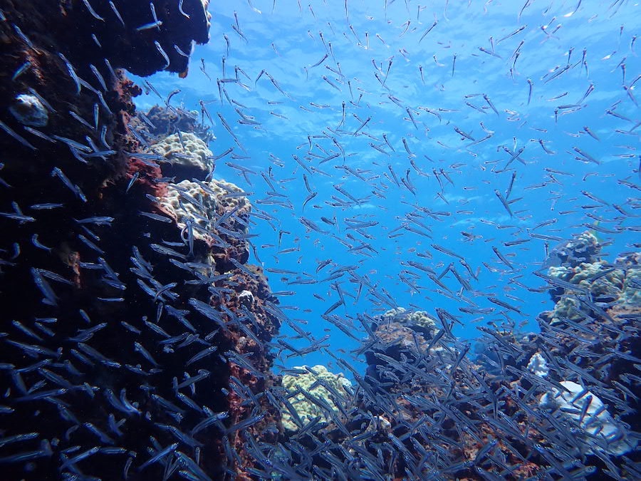 Fish and Other Marine Life Swimming Offshore at Disney Lookout Cay