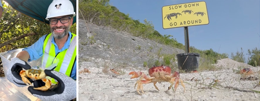 Land Crabs at Disney Lookout Cay, Disney Cruise Line