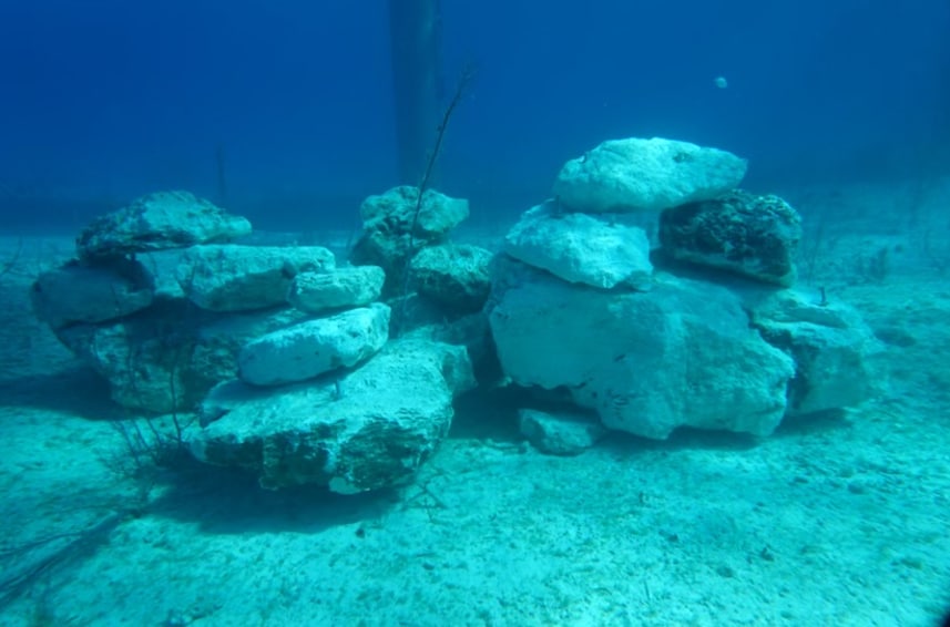 Fish and Other Marine Life Swimming Offshore at Disney Lookout Cay