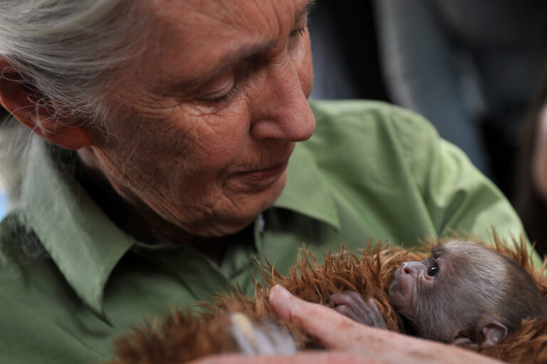 Happy 90th Birthday, Jane Goodall
