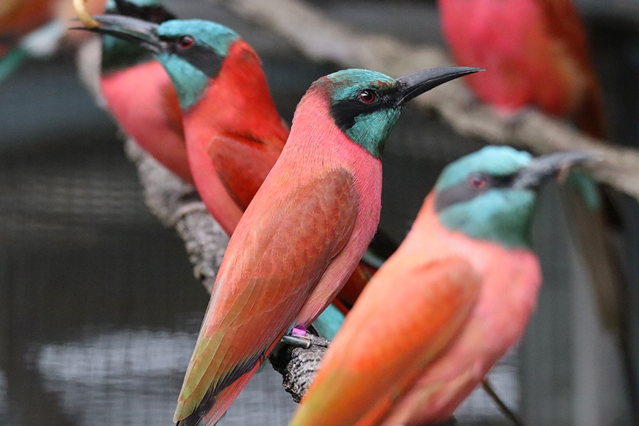 Birds with RFID bands at Disney's Animal Kingdom