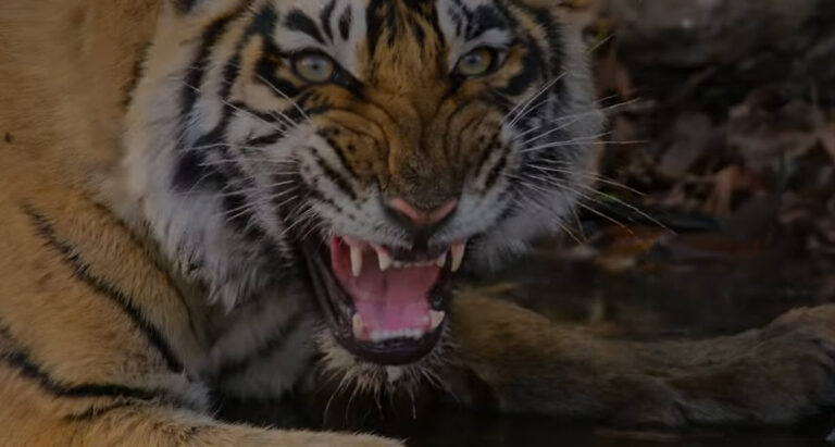 Unveiling Nature's Majesty: Priyanka Chopra Jonas Narrates 'Tiger' in Disney+ Earth Day Trailer