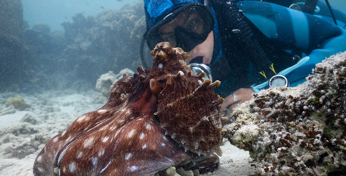 A maroon Day octopus (Octopus Cyanea) with white spots parachutes her web over a coral head, using her arms to forage into the crevices below, while Dr. Alex Schnell observes on SCUBA.