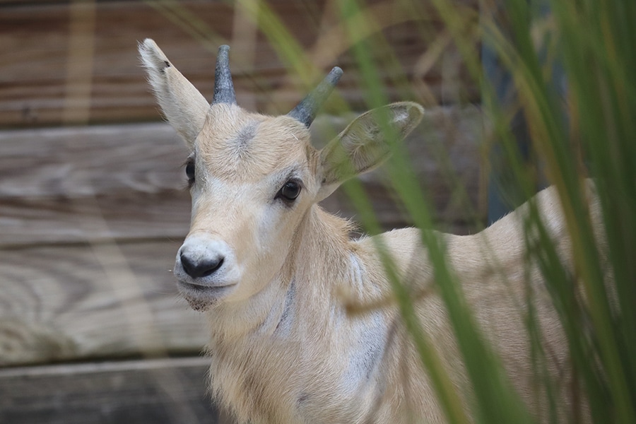 Julien the Baby Addax at Disney's Animal Kingdom Lodge