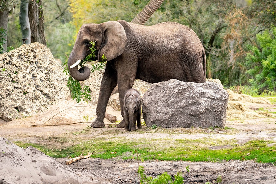 African elephants, one of 8 endangered species at Disney's Animal Kingdom.