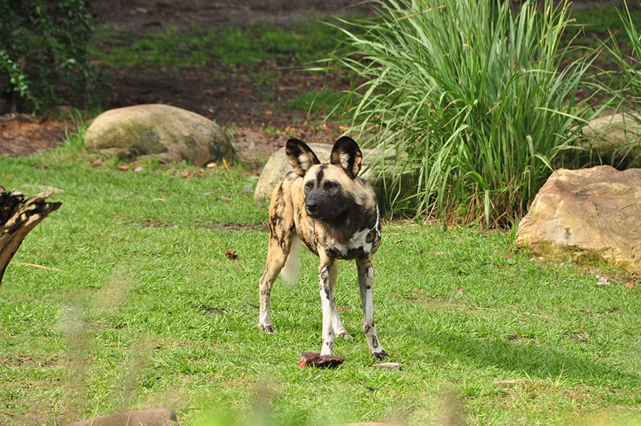 A painted dog, one of 8 endangered species at Disney's Animal Kingdom.