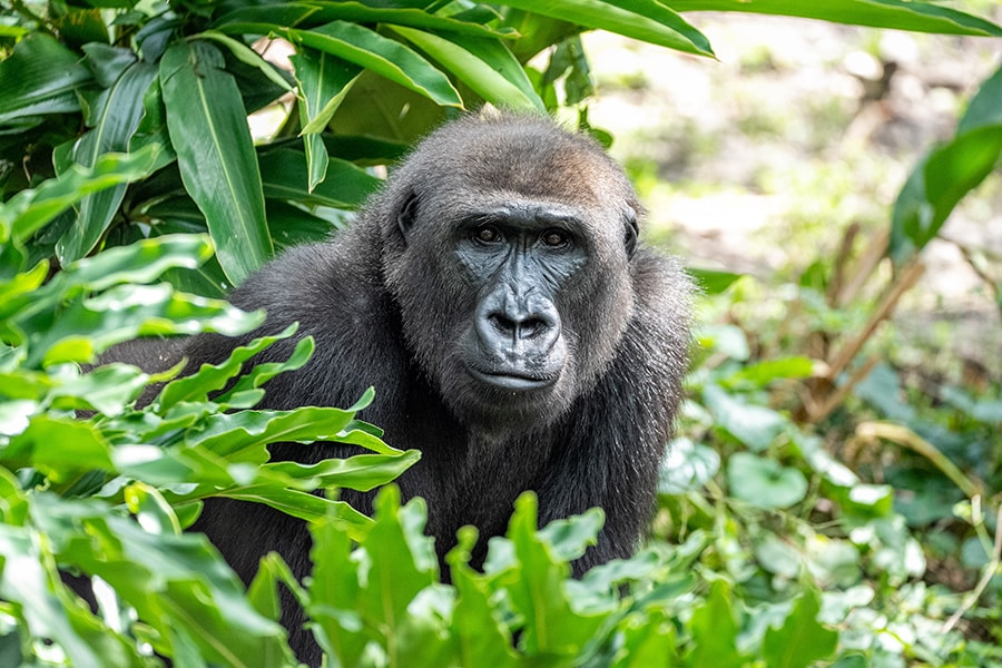 A Western Lowland Gorilla, one of 8 endangered species at Disney's Animal Kingdom.