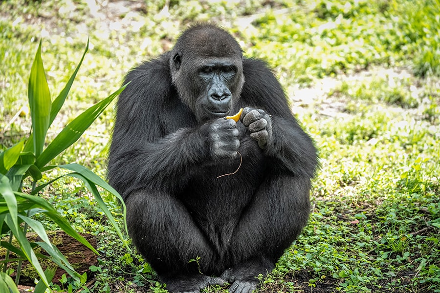 A Western Lowland Gorilla, one of 8 endangered species at Disney's Animal Kingdom.