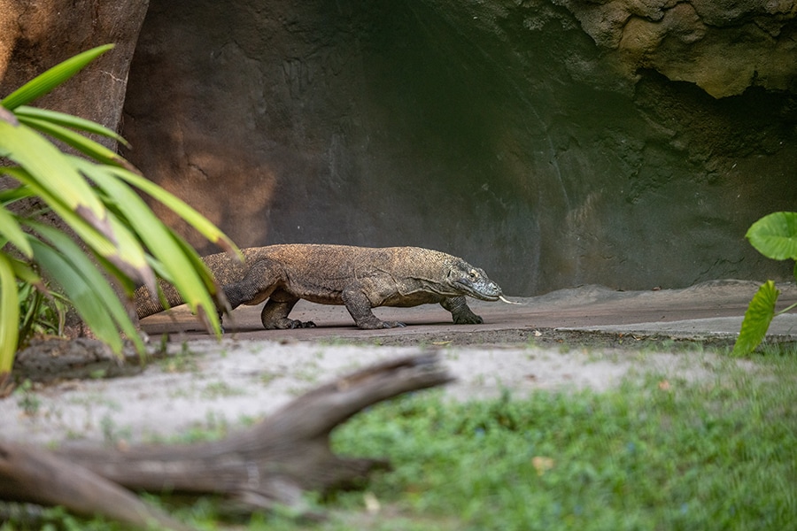 A Komodo dragon, one of 8 endangered species at Disney's Animal Kingdom.