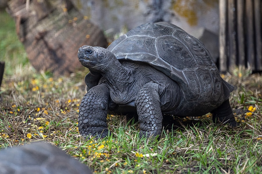 A Giant Galapagos Tortoise, one of 8 endangered species at Disney's Animal Kingdom.