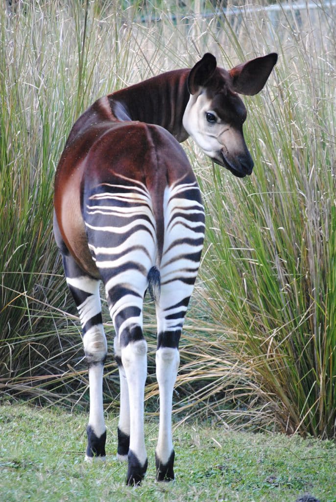 An okapi, one of 8 endangered species at Disney's Animal Kingdom.