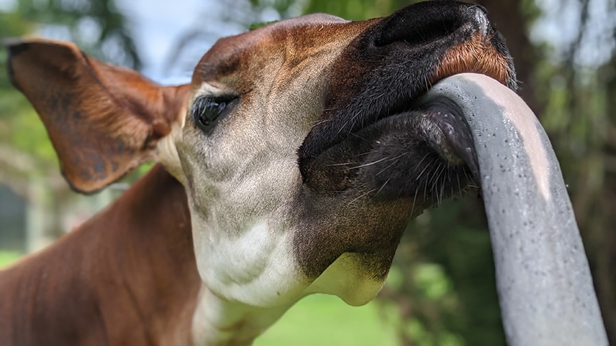 An okapi, one of 8 endangered species at Disney's Animal Kingdom.