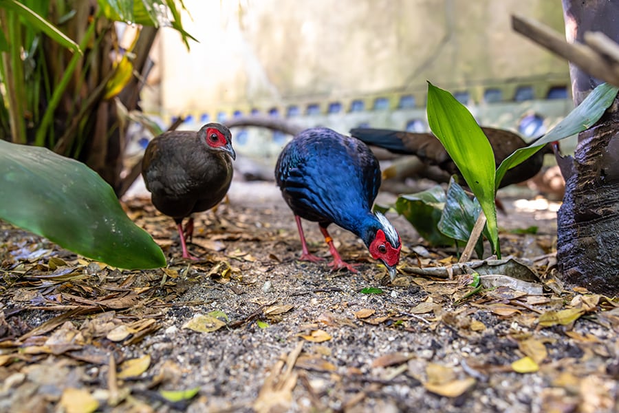 A Vietnam pheasant, one of 8 endangered species at Disney's Animal Kingdom.