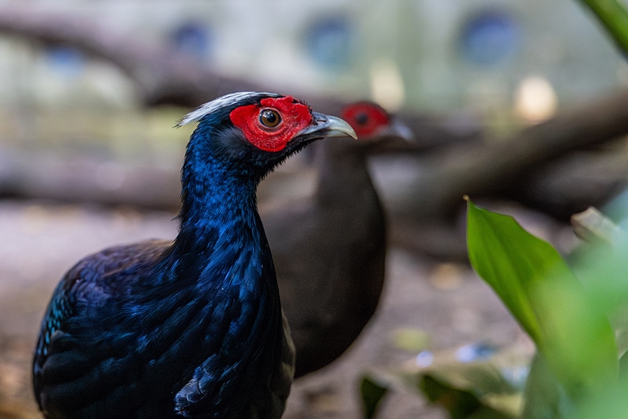 A Vietnam pheasant, one of 8 endangered species at Disney's Animal Kingdom.