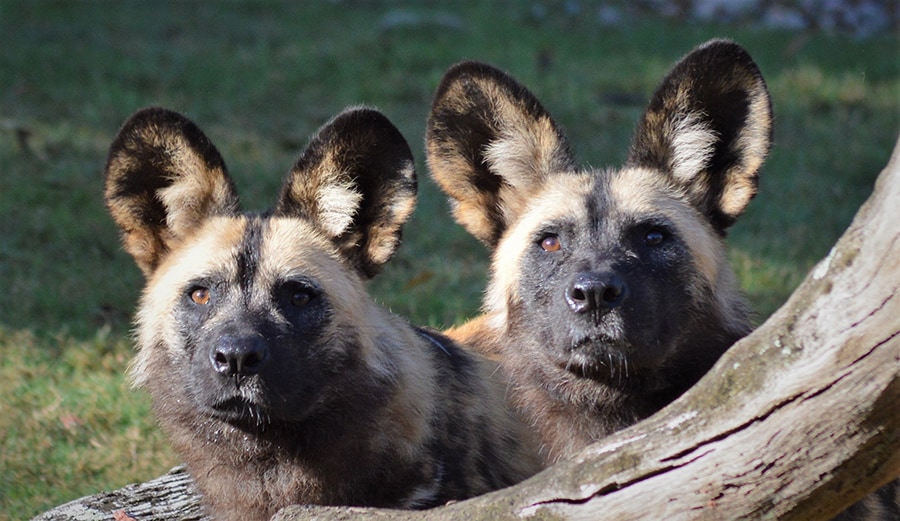 A painted dog, one of 8 endangered species at Disney's Animal Kingdom.